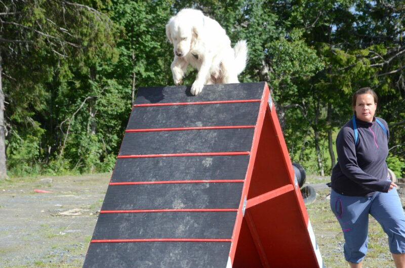 Agility videregående