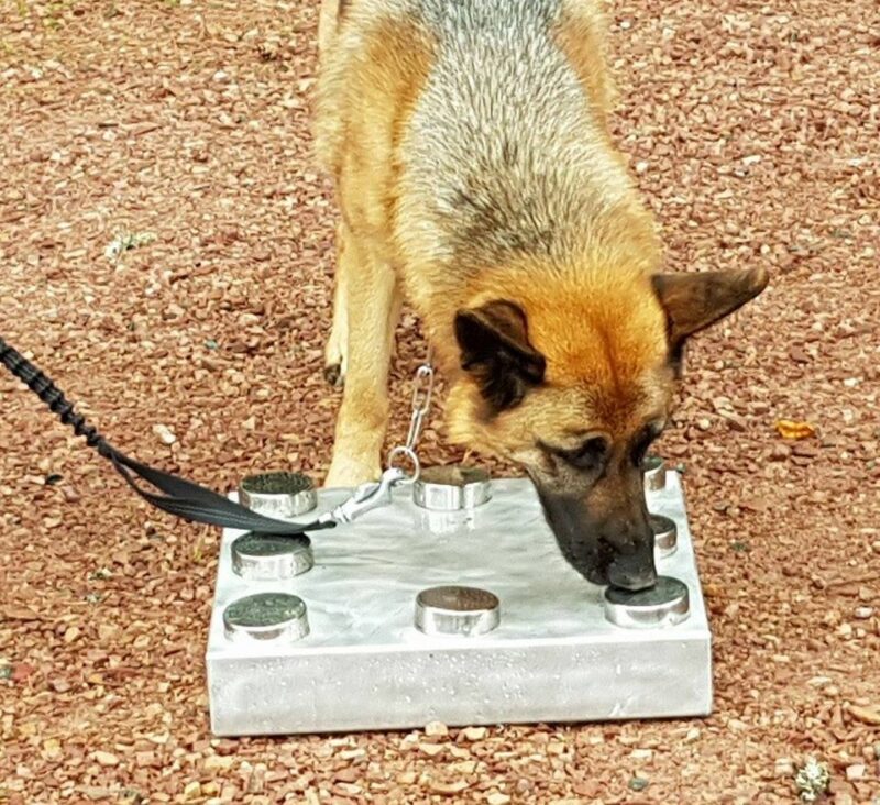 Nosework grunnkurs