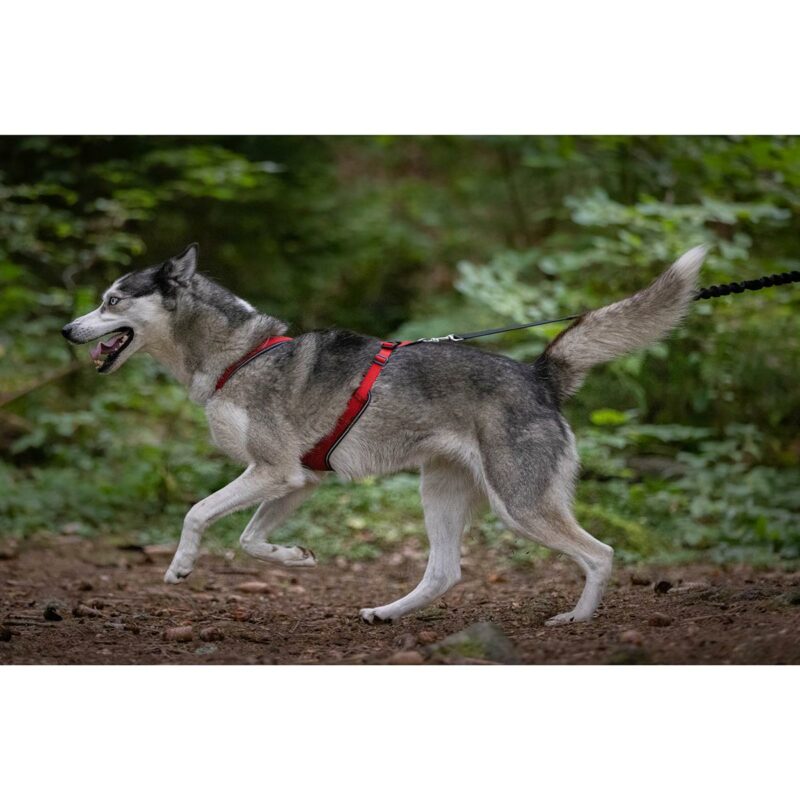 Kyflie Optium Harness - Bilde 2