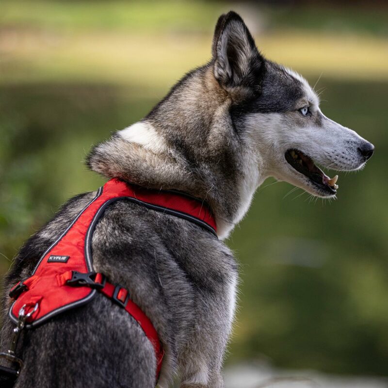 Kyflie Optium Harness - Bilde 3